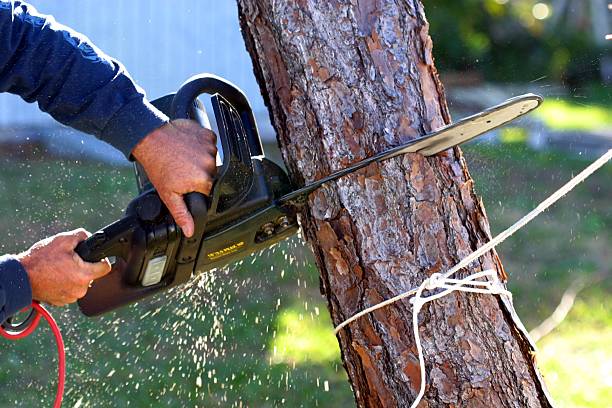Best Palm Tree Trimming  in Poughkeepsie, NY